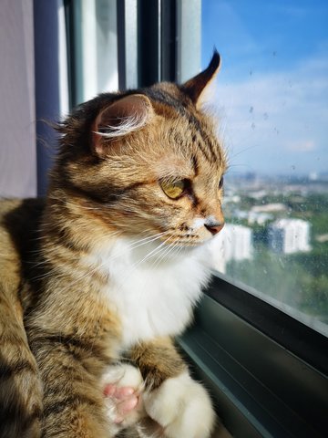 Iger - Domestic Long Hair + Bengal Cat