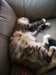 Iger - Domestic Long Hair + Bengal Cat