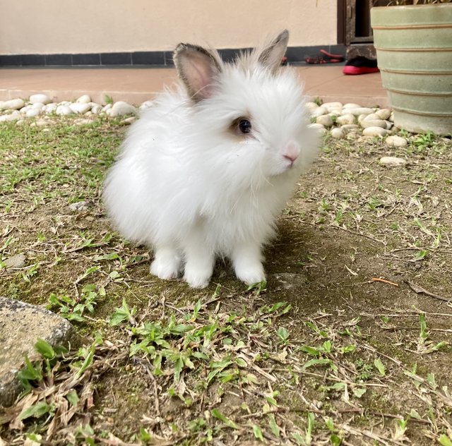 White Teddy Anggora - Angora Rabbit Rabbit