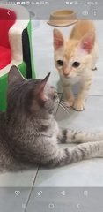 Gray Tabby  Kitten  - Tabby Cat