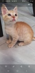 Gray Tabby  Kitten  - Tabby Cat