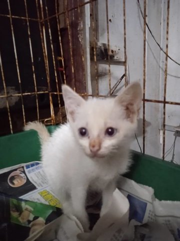 Sugar (White) - Domestic Short Hair Cat