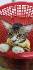 Wan Wan - Bobtail Cat