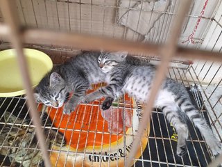 PF102911 - Domestic Short Hair Cat