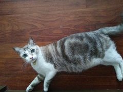 Almond - Domestic Short Hair Cat