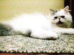 Casanova - Persian Cat