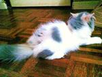 Lady Giacinta - Persian Cat