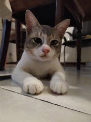 Axel - Domestic Short Hair Cat