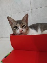Axel - Domestic Short Hair Cat