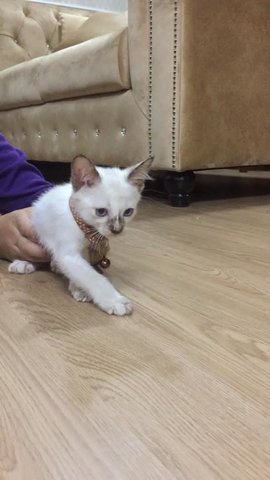PF103087 - Domestic Medium Hair + Applehead Siamese Cat