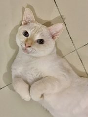 Mister - Domestic Short Hair Cat