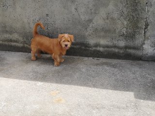 Browny - Shih Tzu + Poodle Dog