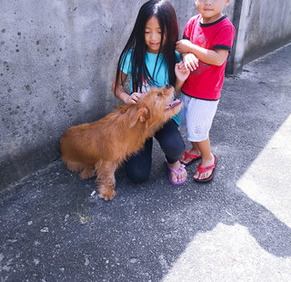 Browny - Shih Tzu + Poodle Dog