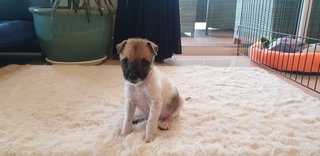 Tilda - Has Been Adopted - Mixed Breed Dog