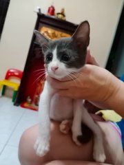 Smokie - Domestic Short Hair Cat