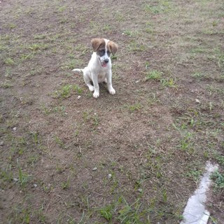 Vision  - Jack Russell Terrier Mix Dog