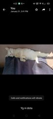 Dota - Turkish Angora + Tabby Cat