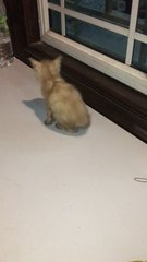 Browni - Domestic Short Hair + Siamese Cat