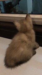Browni - Domestic Short Hair + Siamese Cat