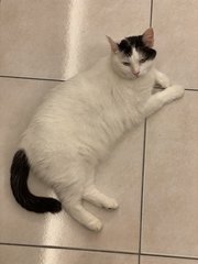 Cleo - Domestic Short Hair Cat