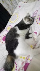 Rain/ren - Domestic Short Hair Cat