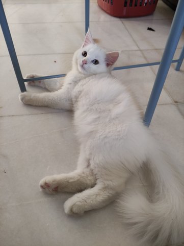 Snowbell - Persian + Turkish Angora Cat