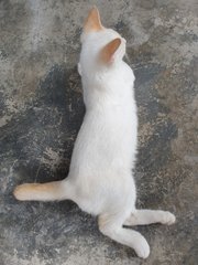 PF103645 - Domestic Short Hair Cat
