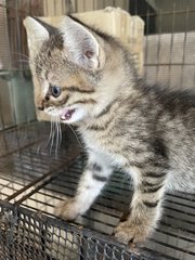 Kitten Comel - Domestic Short Hair Cat
