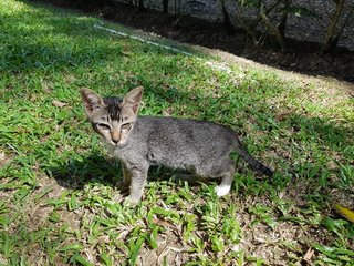 Gracie - Domestic Short Hair Cat