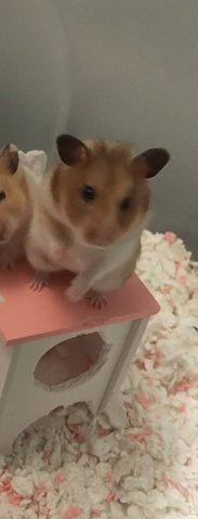 Nibbles - Syrian / Golden Hamster Hamster