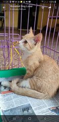 Gingerina  - Domestic Medium Hair Cat