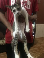3siblings - Domestic Short Hair Cat