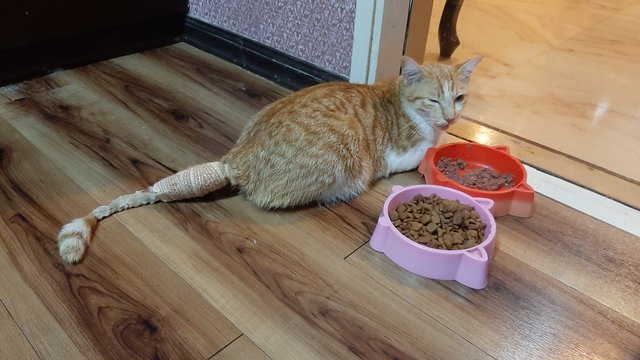 Male Orange Tabby - Domestic Short Hair Cat