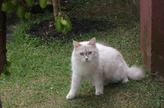 Aaron - Siberian + Domestic Long Hair Cat