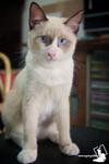 Simba - Birman + Domestic Short Hair Cat