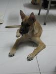 3 Months Old Female Puppy - German Shepherd Dog Mix Dog