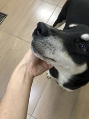 Koko - Mixed Breed Dog