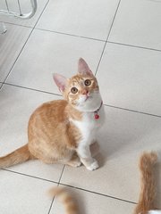 Joey &amp; Amy - Domestic Short Hair Cat