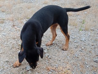 Nica - Mixed Breed Dog