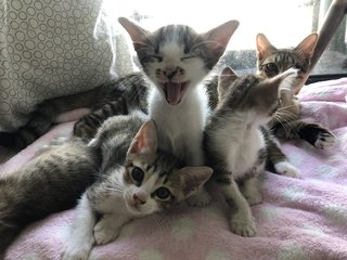 4 Kittens - Domestic Short Hair + Domestic Medium Hair Cat