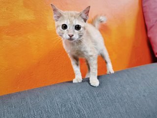 Kiko - Domestic Short Hair Cat