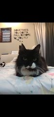 Mellow - Domestic Long Hair Cat