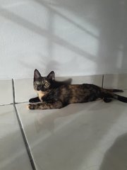 Ariel Girl - Domestic Short Hair Cat