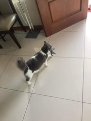 Meng  - Domestic Medium Hair Cat
