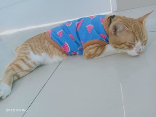 Odoh - Domestic Medium Hair + Bobtail Cat