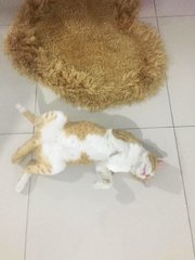 Odoh - Domestic Medium Hair + Bobtail Cat