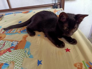 PF104319 - Domestic Short Hair Cat