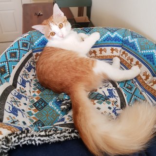 Saffron The Demure Princess - Domestic Medium Hair Cat