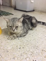 No Name - American Shorthair + Tabby Cat