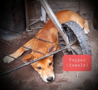 Pepper - Shiba Inu Mix Dog